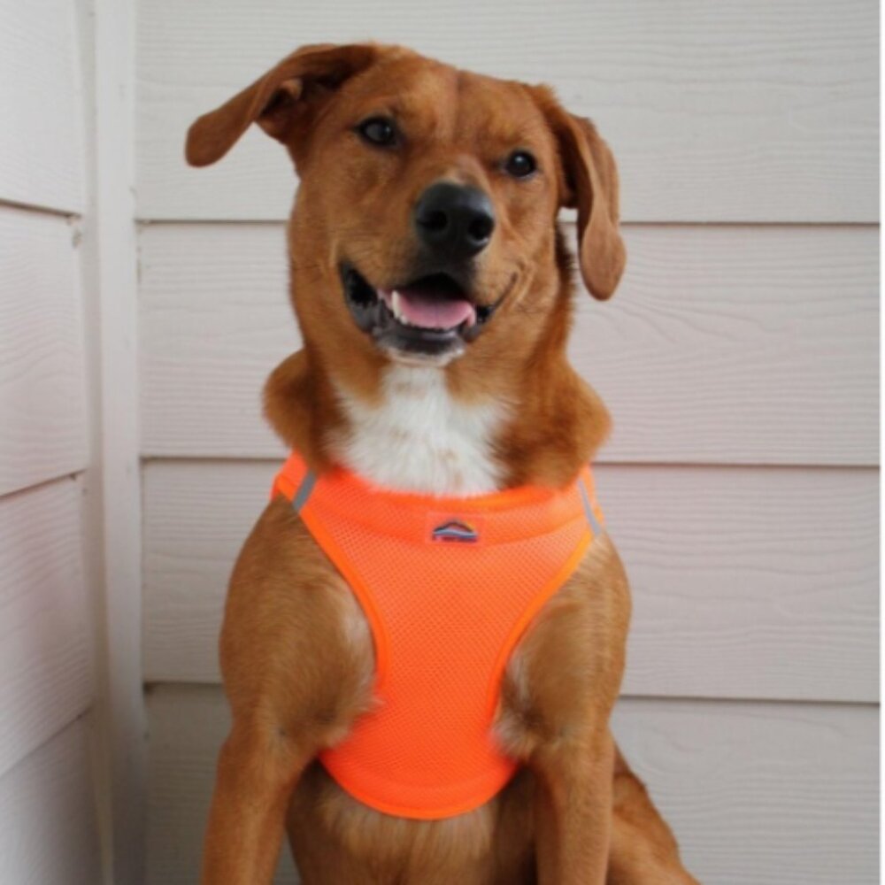 NWT DOGGIE DESIGN AMERICAN RIVER CHOKE FREE Dog HARNESS ORANGE  2XL XXL